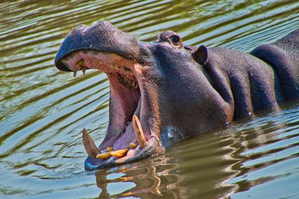 Who Has the Most Powerful Bite? - Hippo