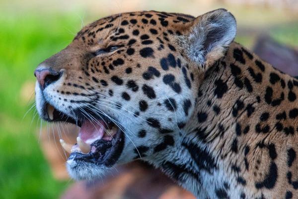 Who Has the Most Powerful Bite? - Jaguar