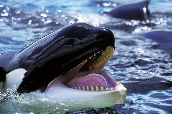 Who Has the Most Powerful Bite? - Killer whale