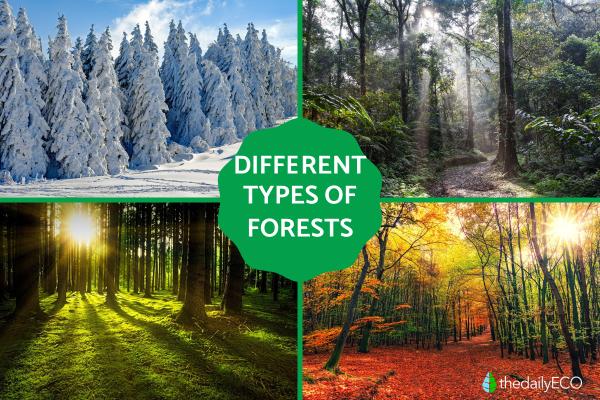 Different Types of Forests - Examples With Photos