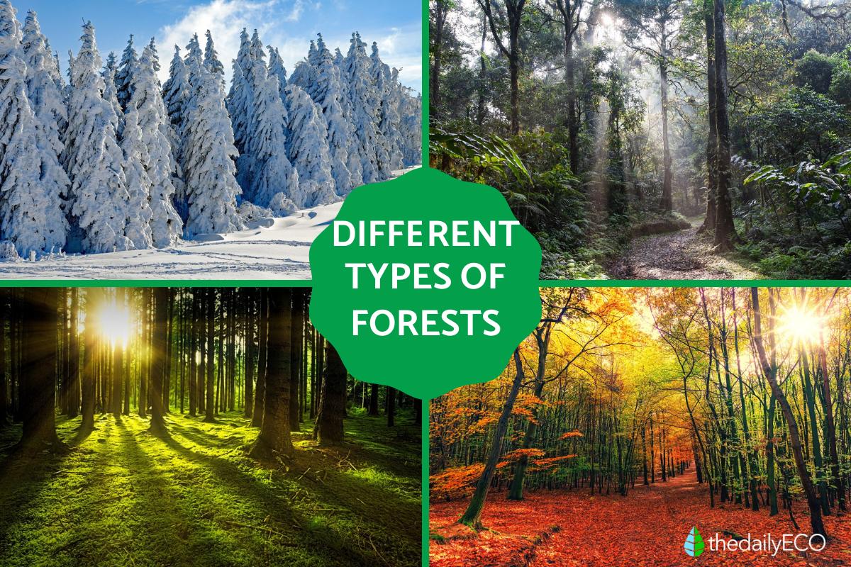 Types Of Forest Pictures With Names Infoupdate