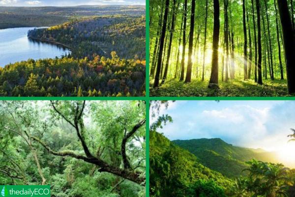 Different Types of Forests - Examples With Photos - 