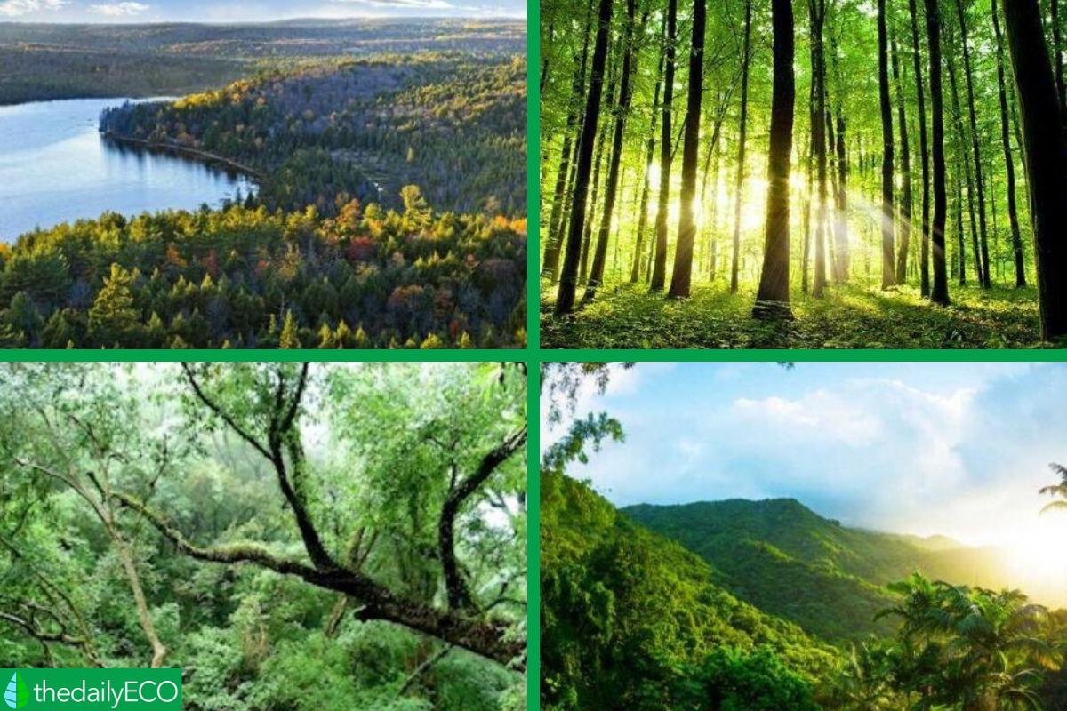 Types Of Plants In A Forest At Katharine Gillis Blog