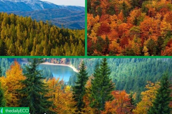 Different Types of Forests - Examples With Photos - Type of forests according to vegetation