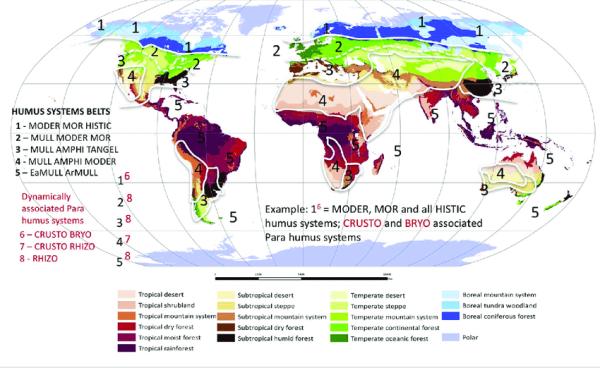 Different Types of Forests - Examples With Photos - Types of forests according to their climate and latitude