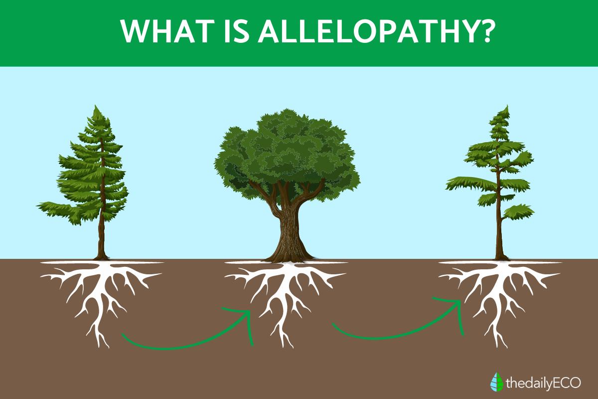 What Is Allelopathy?