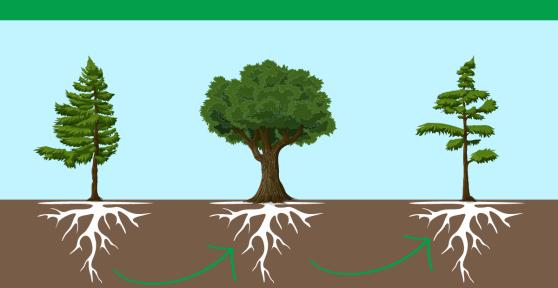 What Is Allelopathy?