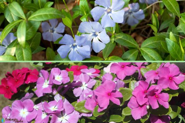 Caring for Vinca Plants - Periwinkle Care Guide