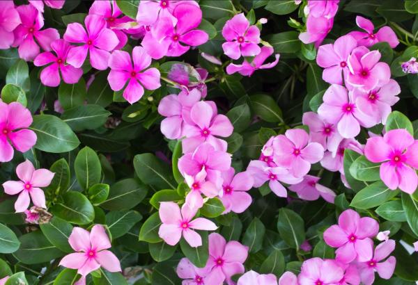 Caring for Vinca Plants - Periwinkle Care Guide