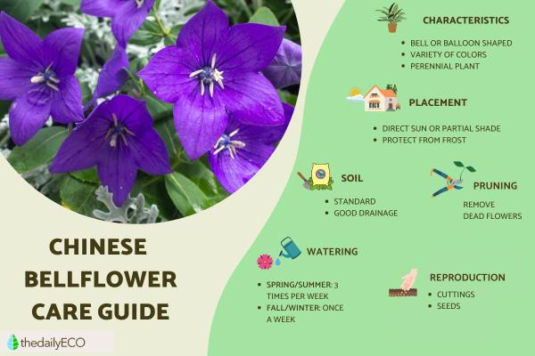 Caring for a Chinese Bellflower Plant (Platycodon grandiflorus)