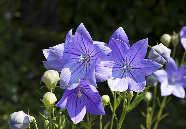 Caring for a Chinese Bellflower Plant (Platycodon grandiflorus) - Characteristics of the Chinese bellflower