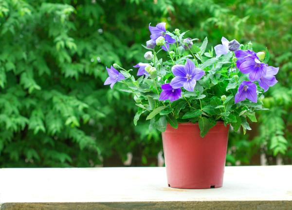 Caring for a Chinese Bellflower Plant (Platycodon grandiflorus) - Chinese bellflower pruning