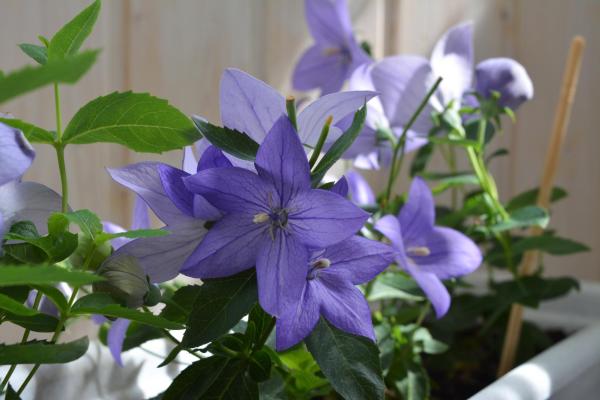 Caring for a Chinese Bellflower Plant (Platycodon grandiflorus) - Chinese bellflower soil and compost