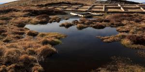 What Are Peatlands? - Types and Uses