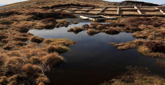 What Are Peatlands? - Types and Uses