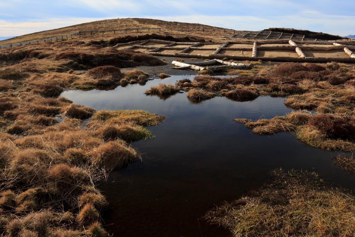 What Are Peatlands? Types and Uses of Peatbogs
