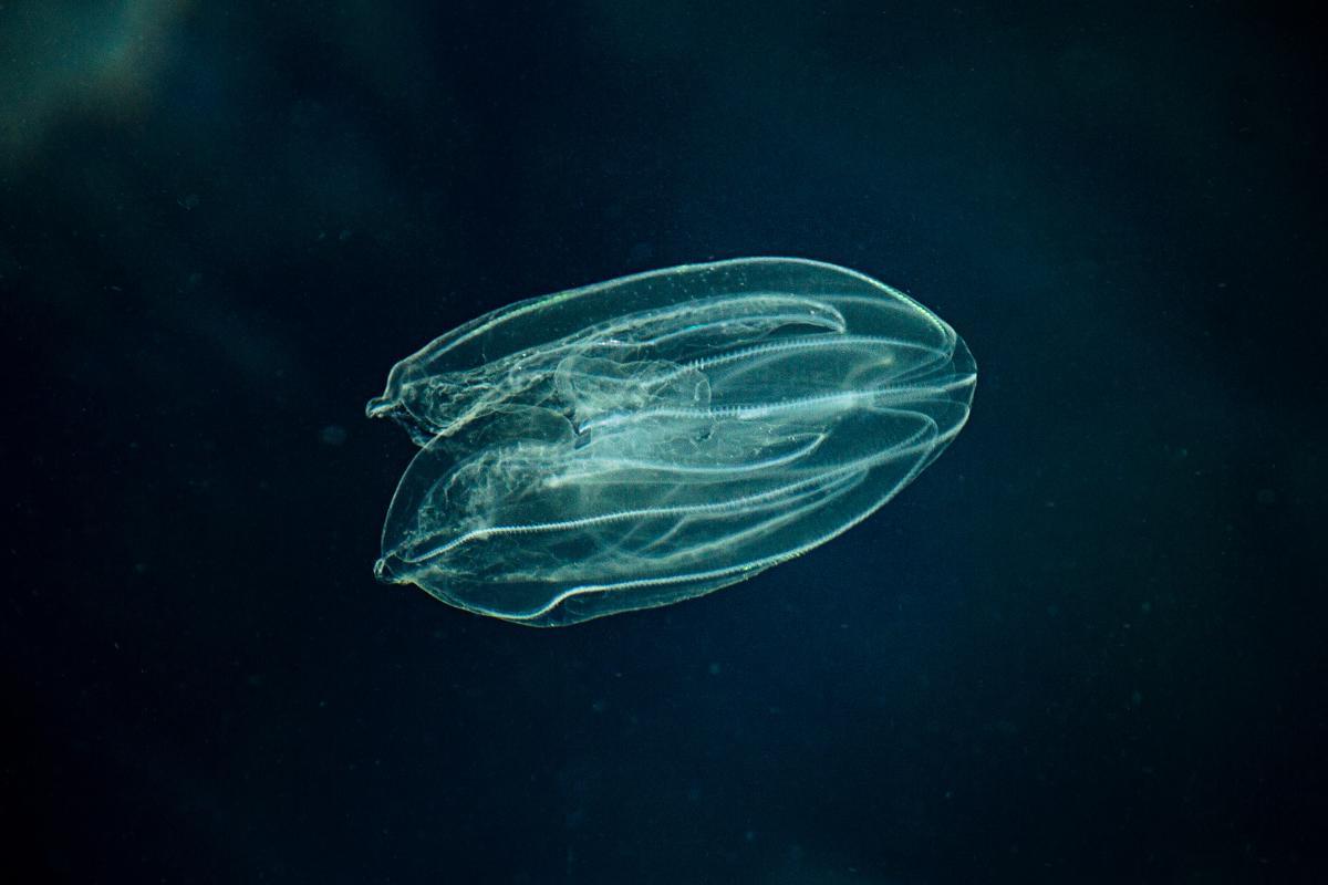 Is the Comb Jelly the First Animal on Earth?
