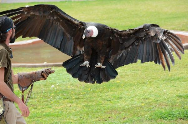 The Biggest Birds in the World - Andean condor