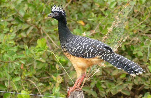 The Biggest Birds in the World - Bare-faced curassow