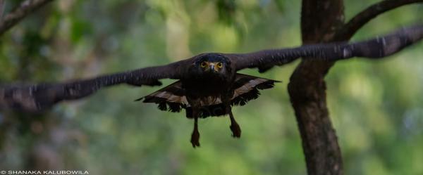 The Biggest Birds in the World - Crested eagle