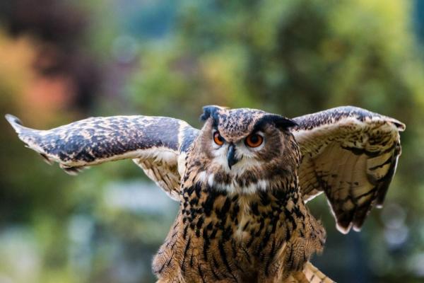 The Biggest Birds in the World - Eurasian eagle-owl