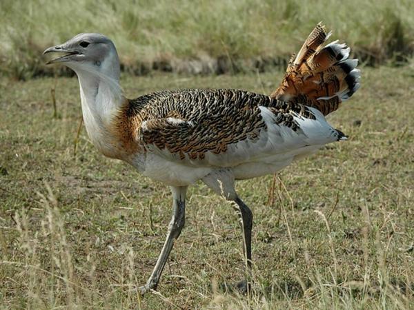 The Biggest Birds in the World - Great bustard 