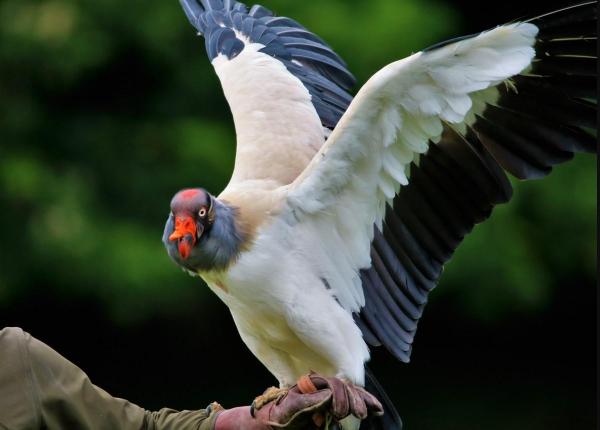 The Biggest Birds in the World - King vulture