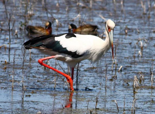 The Biggest Birds in the World - Maguari stork