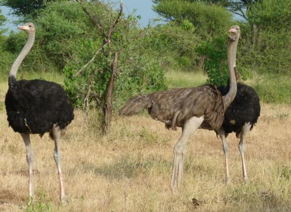 The Biggest Birds in the World - Ostrich