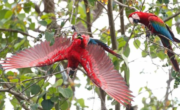 The Biggest Birds in the World - Red-and-green macaw