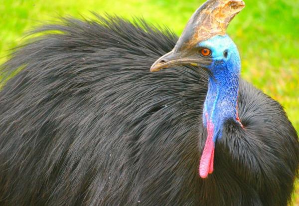 The Biggest Birds in the World - Southern cassowary