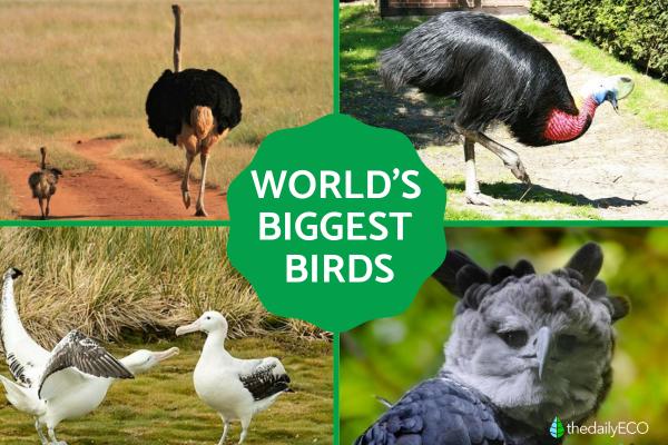 The Biggest Birds in the World