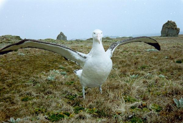 The Biggest Birds in the World - Wandering albatross