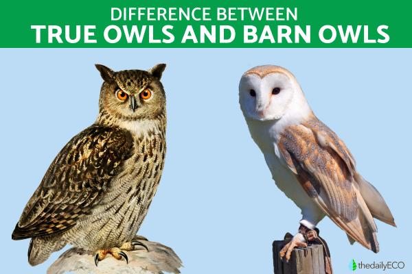 Difference Between True Owls and Barn Owls