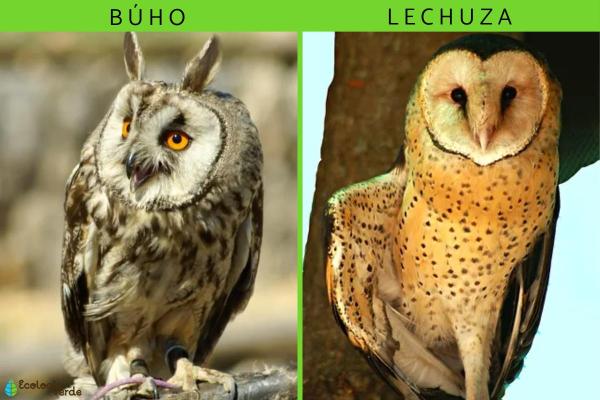 Difference Between True Owls and Barn Owls - What are the differences between true owls and barn owls?