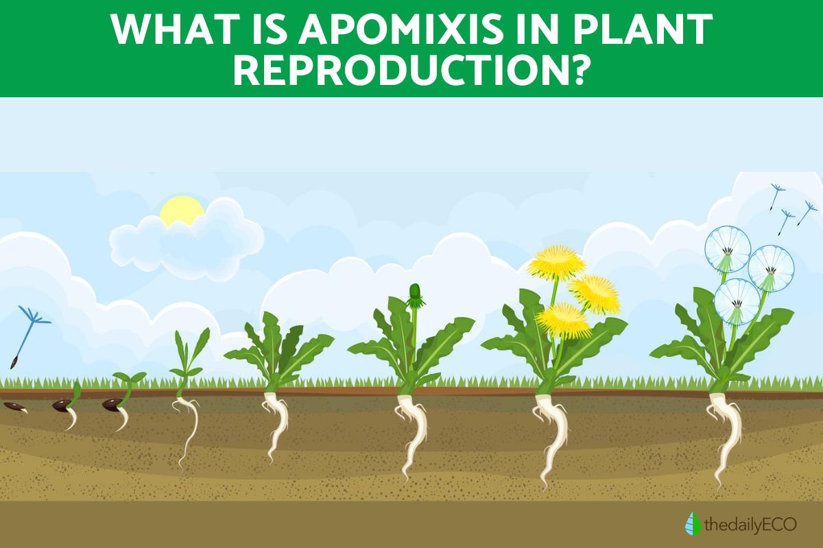 What Is Apomixis and Its Types?