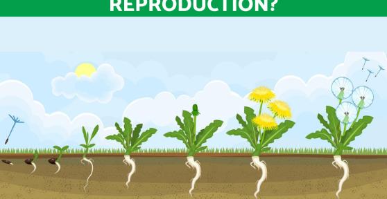 What Is Apomixis and Its Types?