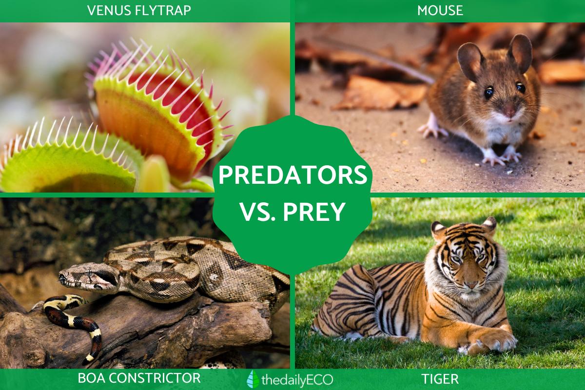 Differences Between Predator vs. Prey - With Examples