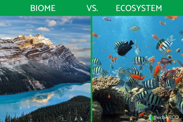 The Difference Between Biome Vs Ecosystem Definitions With Examples 1864