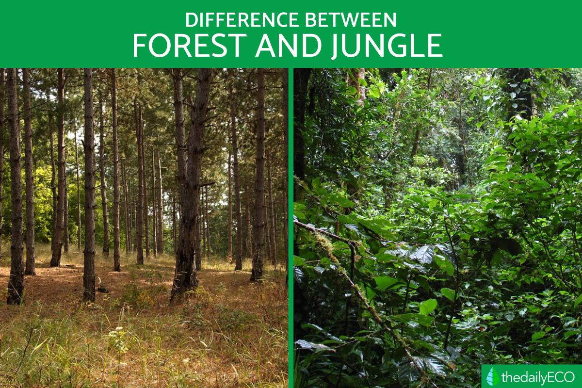 Qual é a diferença entre woods e forest e jungle ?