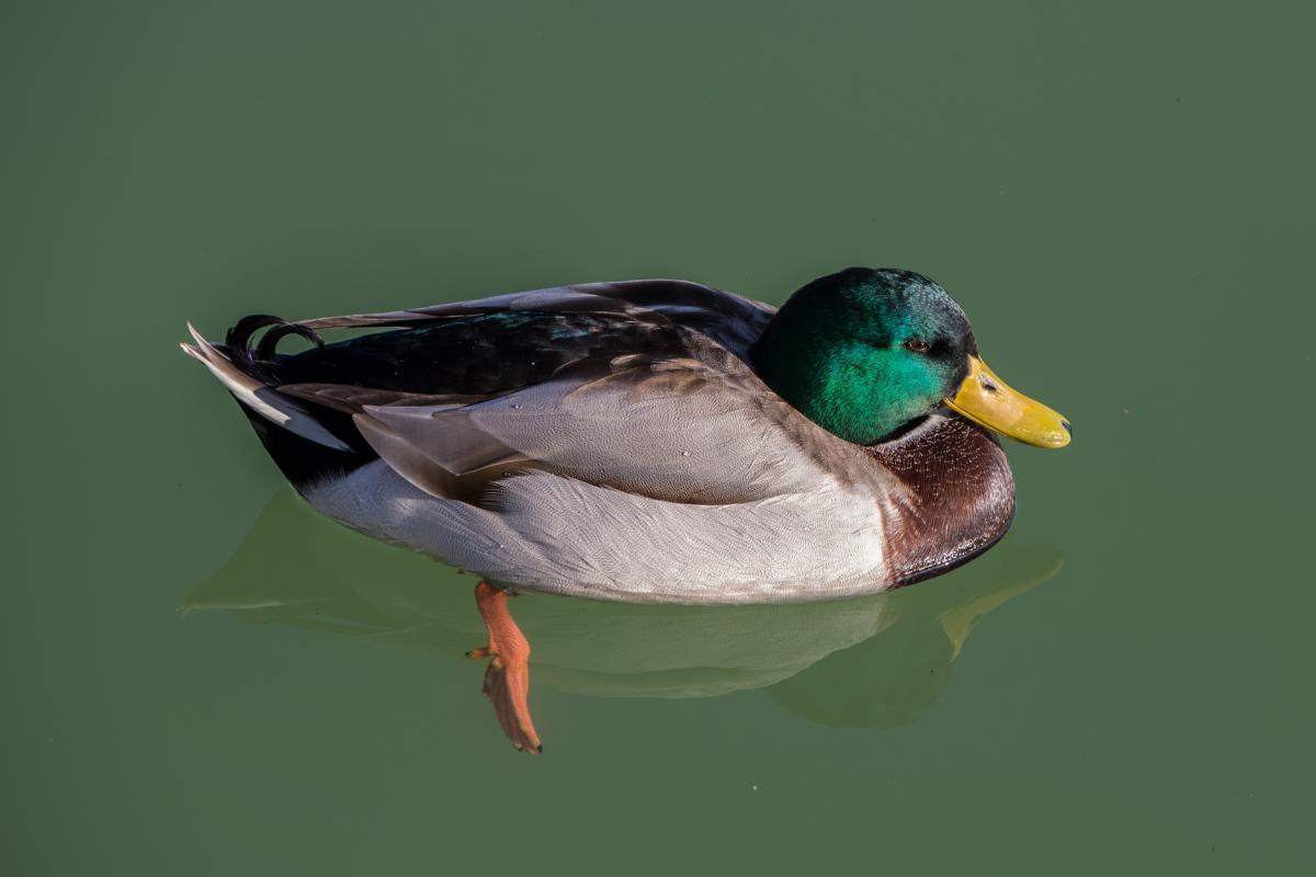 15 Types of Ducks - Facts and Photos