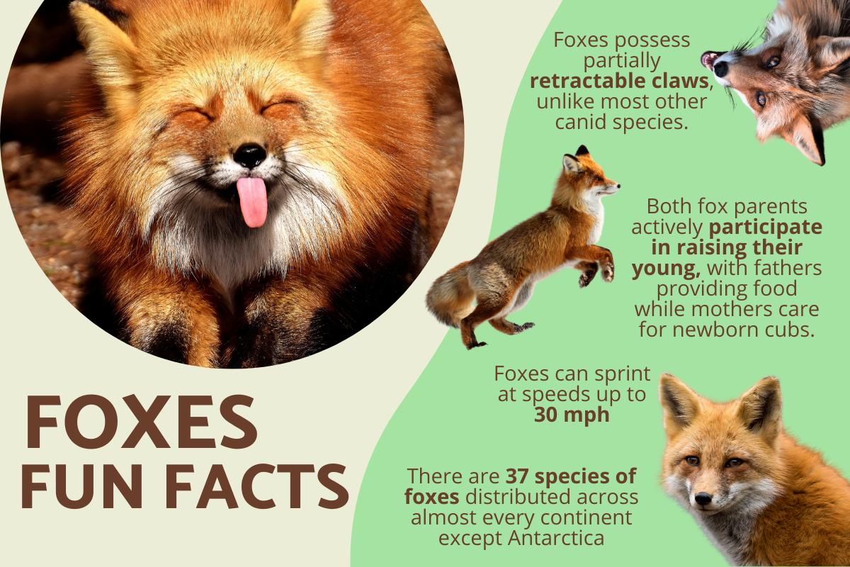 10 Fun Facts About Foxes You Didn’t Know