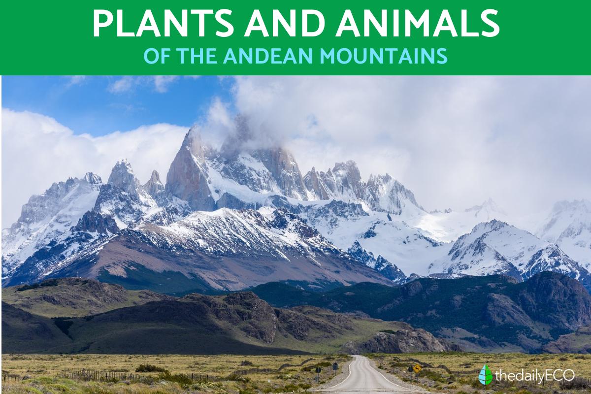Andean Plants and Animals - Flora and Fauna