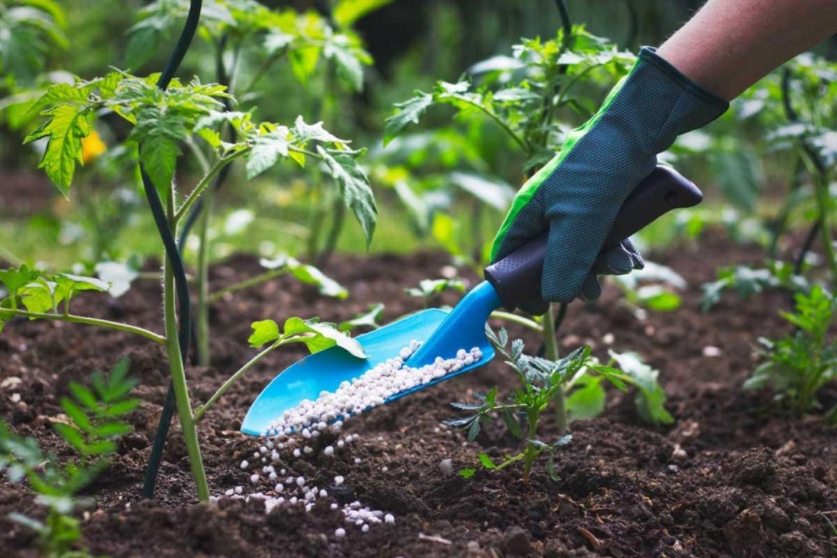 Differences Between Compost and Fertilizer