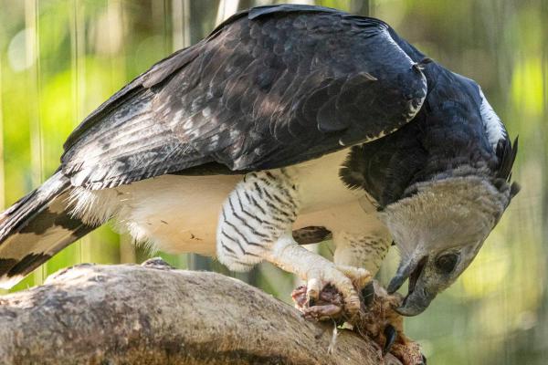 Different Types of Bird Beaks - Birds of prey beaks