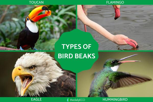 Different Types of Bird Beaks