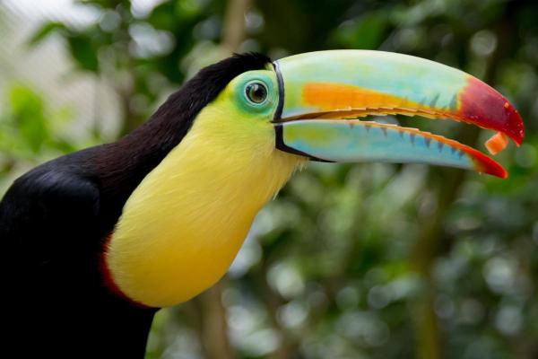 Different Types of Bird Beaks - Frugivorous bird beaks