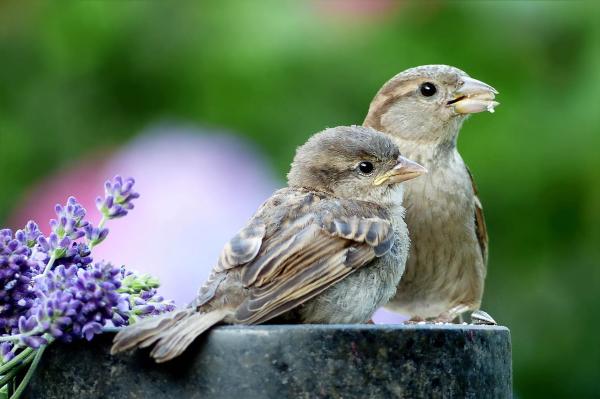 Different Types of Bird Beaks - Granivorous bird beaks