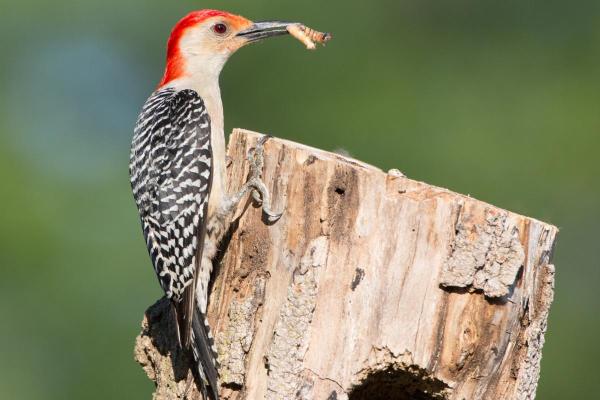 Different Types of Bird Beaks - Insectivorous bird beaks