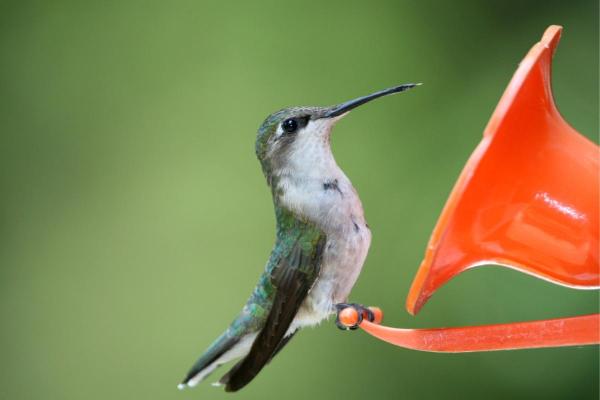 Different Types of Bird Beaks - Nectarivorous bird beaks